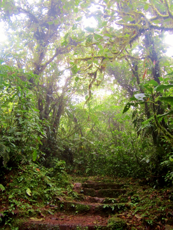Vollen Durchblick in Monteverde